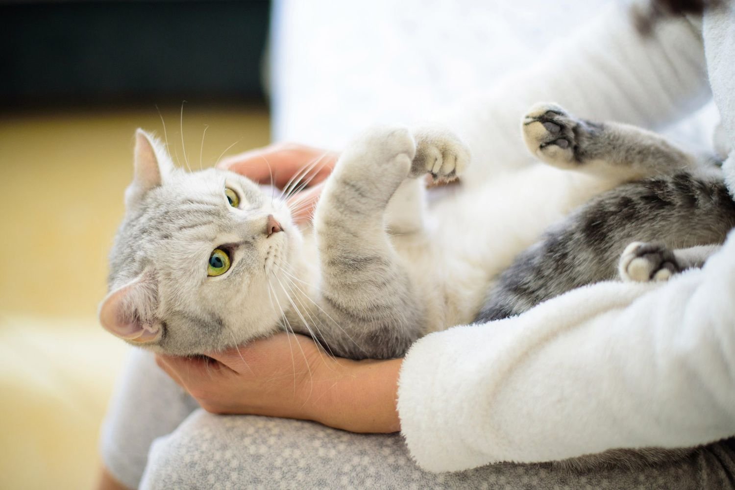 The Cat Lovers Guide To Healthy Pets